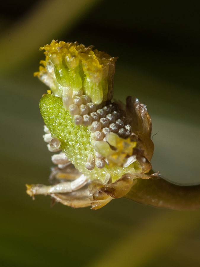 Matricaria chamomilla (e forse altro)